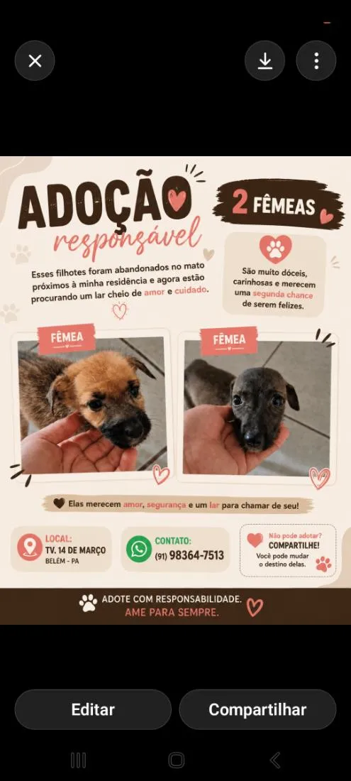 Cachorro raça SRD-ViraLata idade Abaixo de 2 meses nome Filhotas