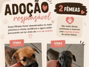 Cachorro raça SRD-ViraLata idade Abaixo de 2 meses nome Filhotas