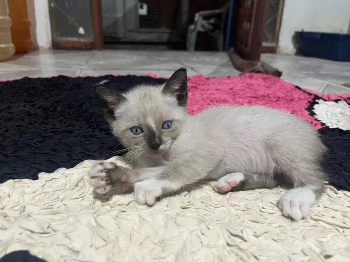 Gato raça  idade Abaixo de 2 meses nome Gêmeas 
