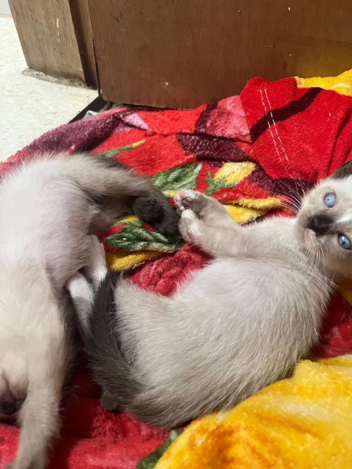 Gato raça  idade Abaixo de 2 meses nome Gêmeas 