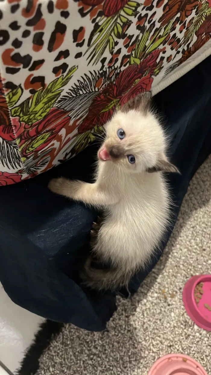 Gato raça  idade Abaixo de 2 meses nome Gêmeas 