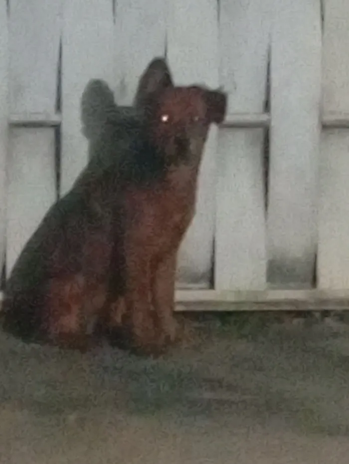 Cachorro raça Chow Chow idade 2 a 6 meses nome luna