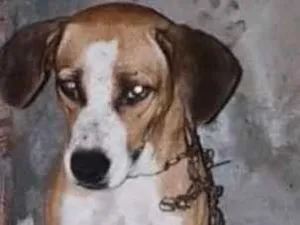 Cachorro raça SRD-ViraLata idade 2 anos nome marinete