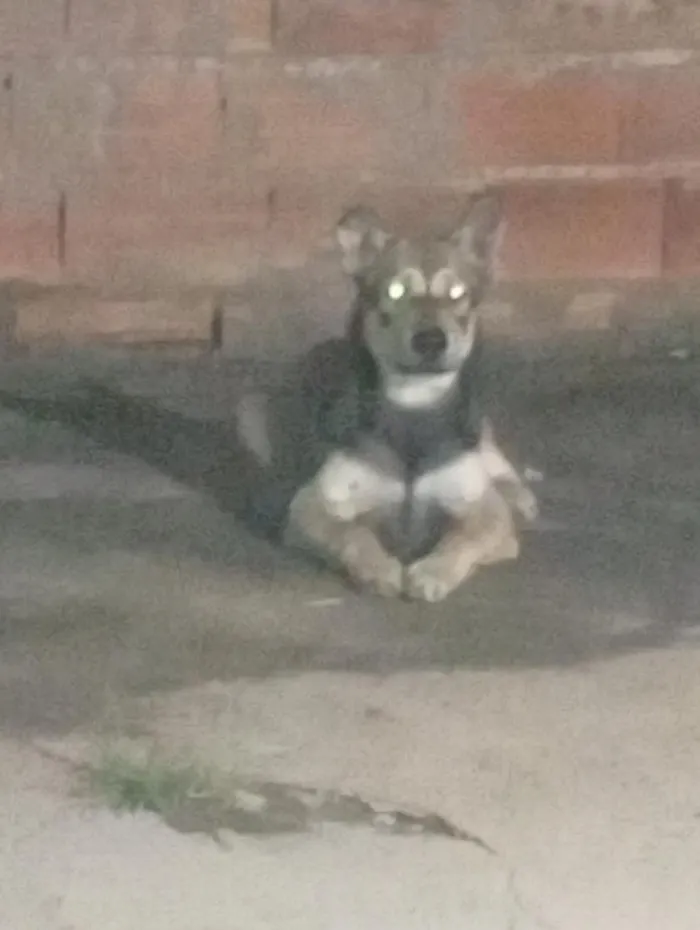 Cachorro raça Pastor Alemão idade 7 a 11 meses nome Marrento