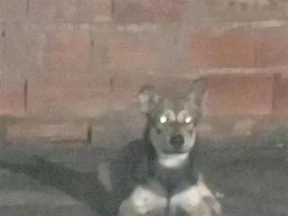 Cachorro raça Pastor Alemão idade 7 a 11 meses nome Marrento