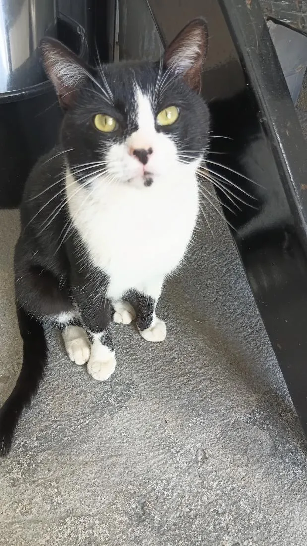 Gato raça SRD-ViraLata idade 2 a 6 meses nome Neguinho