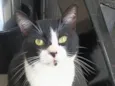 Neguinho