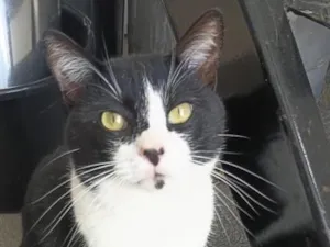 Gato raça SRD-ViraLata idade 2 a 6 meses nome Neguinho