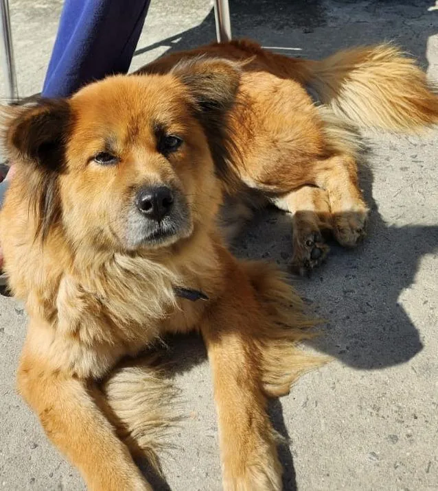 Cachorro raça SRD-ViraLata idade 2 a 6 meses nome sem nome
