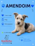Amendoim