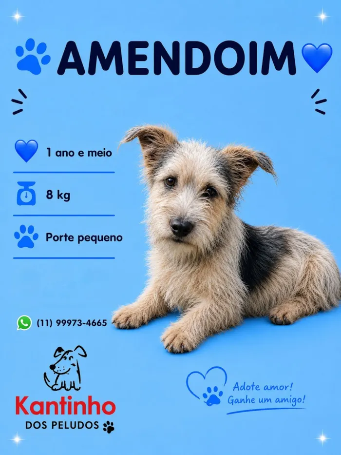 Cachorro raça SRD-ViraLata idade 1 ano nome Amendoim