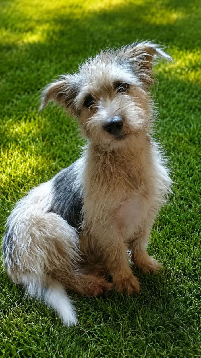 Cachorro raça SRD-ViraLata idade 1 ano nome Amendoim