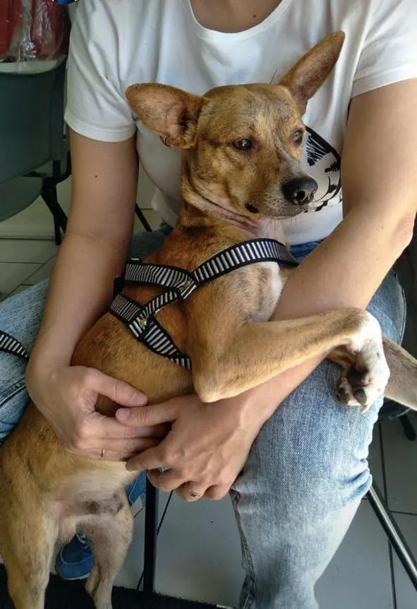 Cachorro raça SRD-ViraLata idade 4 anos nome Paçoca