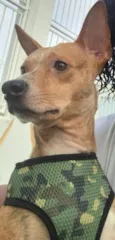 Paçoca