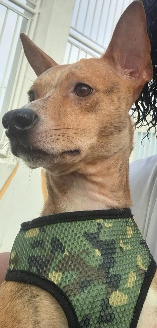 Cachorro raça SRD-ViraLata idade 4 anos nome Paçoca