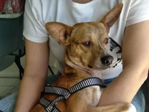 Cachorro raça SRD-ViraLata idade 4 anos nome Paçoca