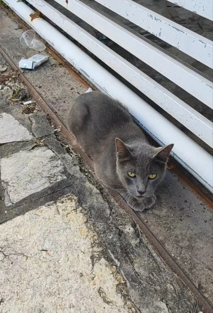 Gato raça SRD-ViraLata idade 1 ano nome não sei 