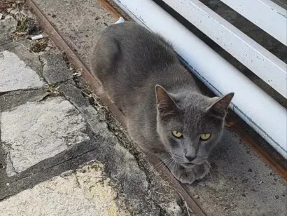 Gato raça SRD-ViraLata idade 1 ano nome não sei 