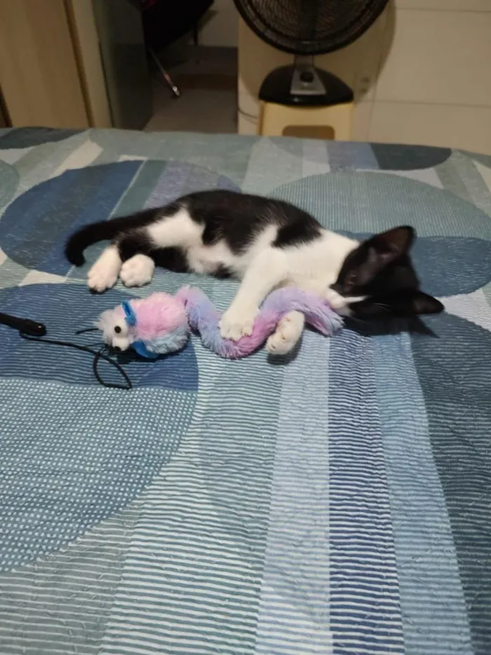 Gato raça SRD-ViraLata idade 2 a 6 meses nome Frede