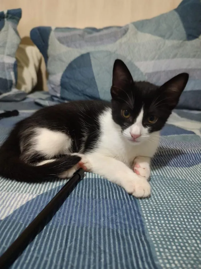 Gato raça SRD-ViraLata idade 2 a 6 meses nome Frede