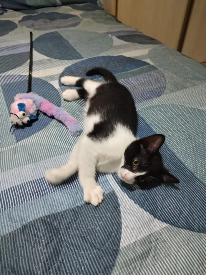 Gato raça SRD-ViraLata idade 2 a 6 meses nome Frede