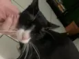 Panqueca
