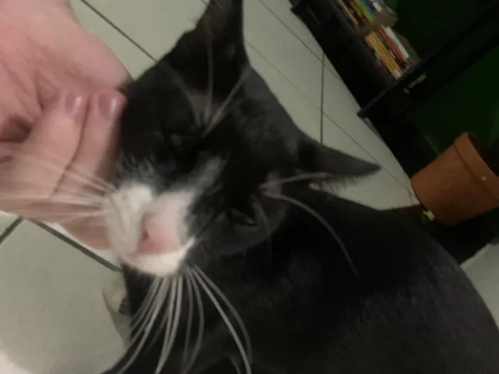 Gato raça SRD-ViraLata idade 2 a 6 meses nome Panqueca