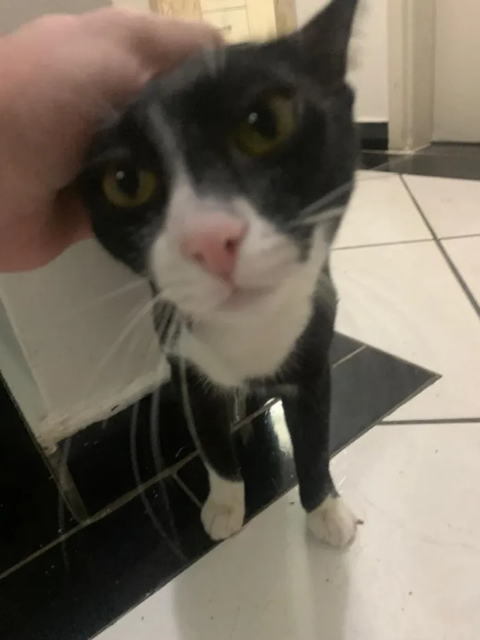 Gato raça SRD-ViraLata idade 2 a 6 meses nome Panqueca