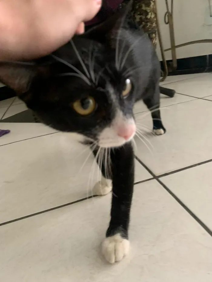 Gato raça SRD-ViraLata idade 2 a 6 meses nome Panqueca