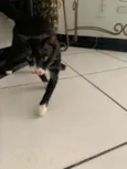 Panqueca