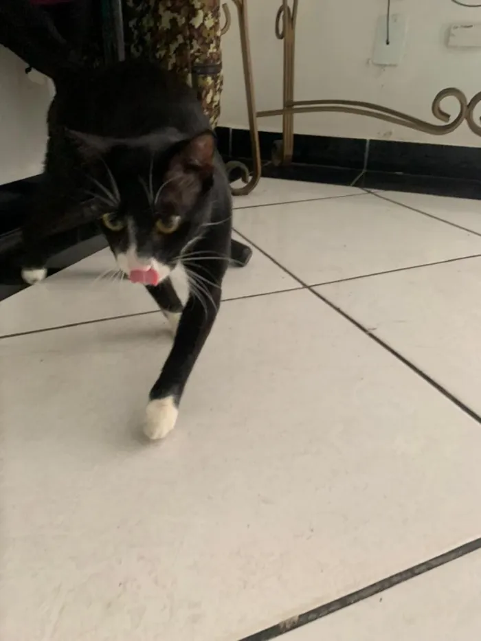 Gato raça SRD-ViraLata idade 2 a 6 meses nome Panqueca