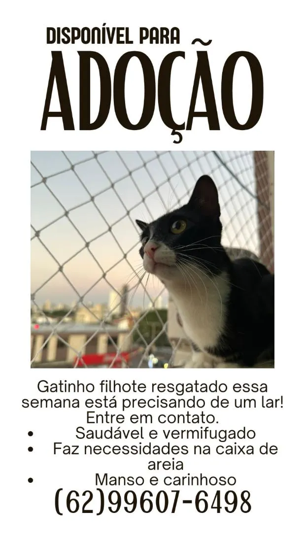 Gato raça SRD-ViraLata idade 2 a 6 meses nome Panqueca