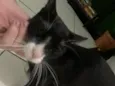 Panqueca