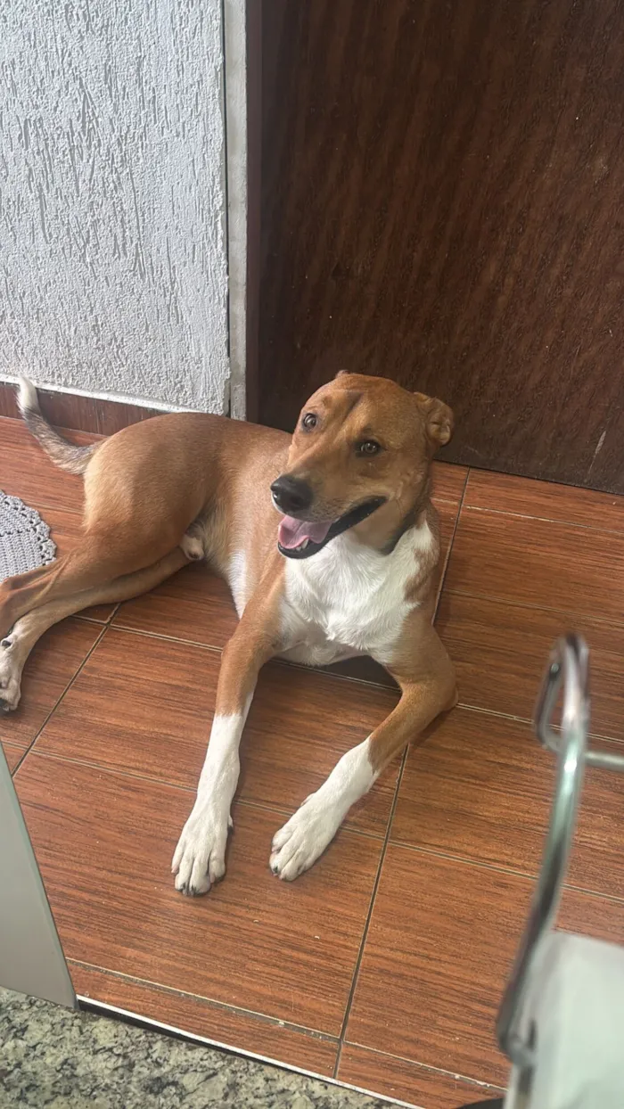 Cachorro raça SRD-ViraLata idade 3 anos nome Sheik
