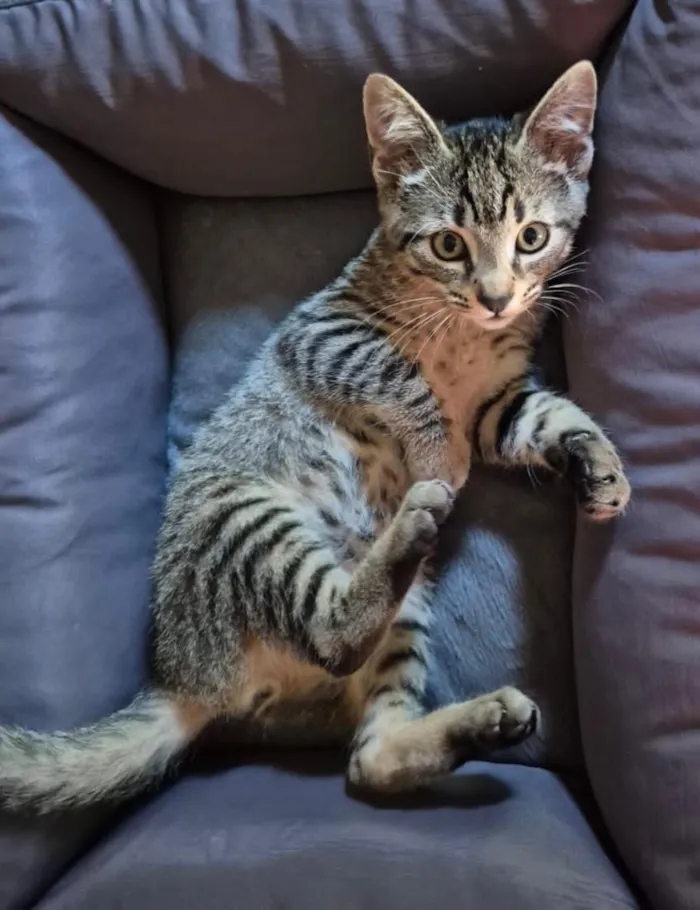 Gato raça SRD-ViraLata idade 2 a 6 meses nome MIMO