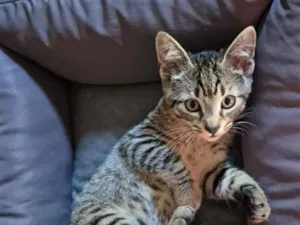 Gato raça SRD-ViraLata idade 2 a 6 meses nome MIMO