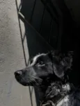 fumaça 