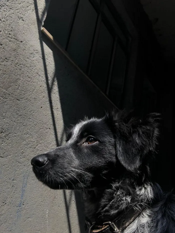 Cachorro raça SRD-ViraLata idade 2 a 6 meses nome fumaça 