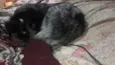 fumaça 