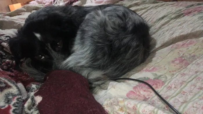 Cachorro raça SRD-ViraLata idade 2 a 6 meses nome fumaça 