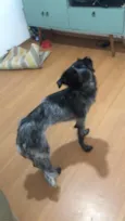 fumaça 