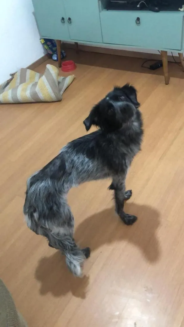 Cachorro raça SRD-ViraLata idade 2 a 6 meses nome fumaça 