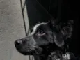 fumaça 