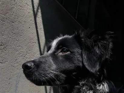 Cachorro raça SRD-ViraLata idade 2 a 6 meses nome fumaça 