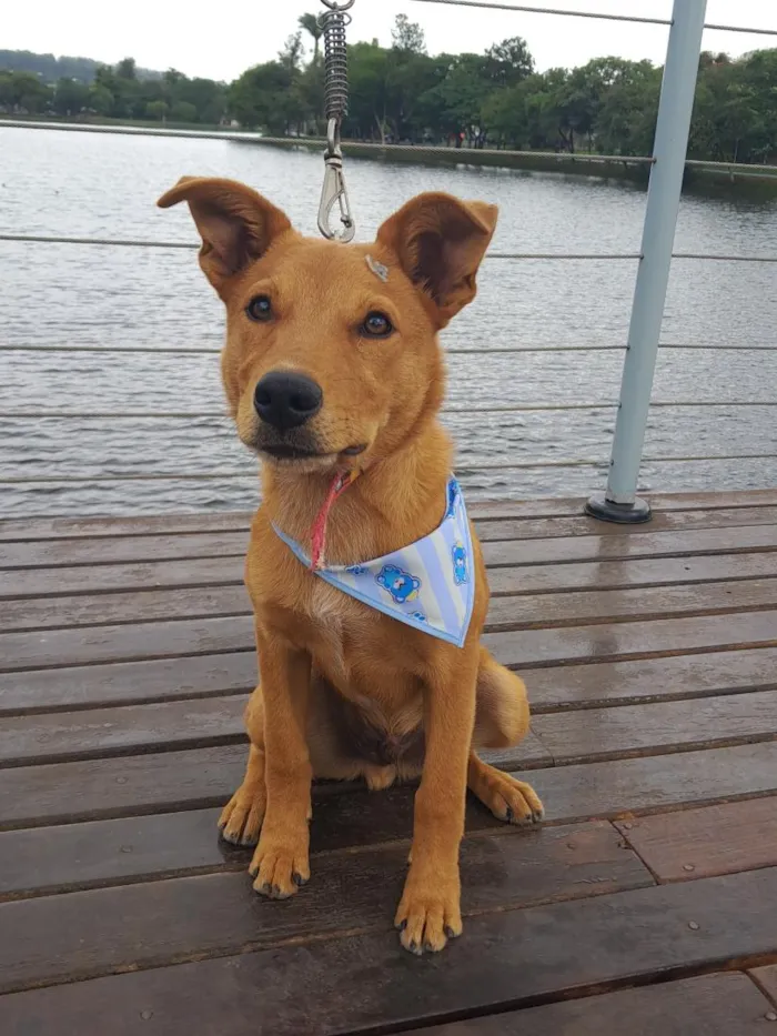 Cachorro raça SRD-ViraLata idade 2 a 6 meses nome Theo