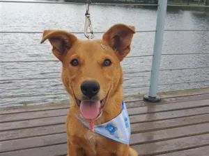 Cachorro raça SRD-ViraLata idade 2 a 6 meses nome Theo