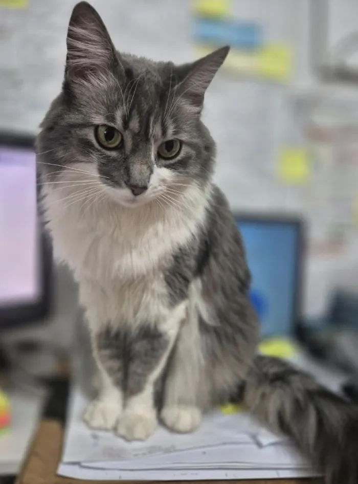 Gato raça SRD-ViraLata idade 5 anos nome flora