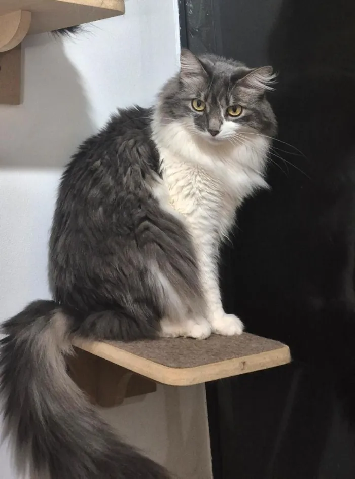 Gato raça SRD-ViraLata idade 5 anos nome flora
