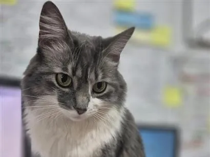 Gato raça SRD-ViraLata idade 5 anos nome flora