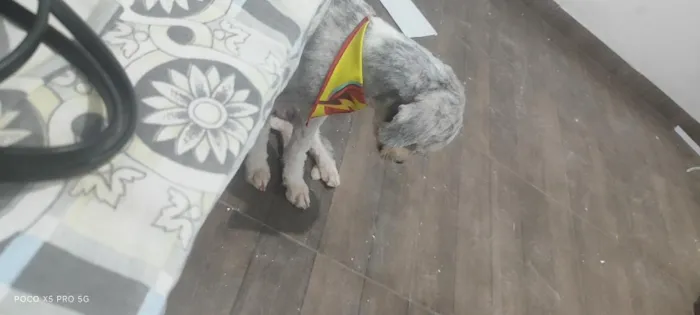 Cachorro raça SRD-ViraLata idade 1 ano nome yeotan